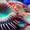Article image for: <i class="tbold">deep sea</i> dives