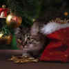 Article image for: Click here to see the latest images of <i class="tbold">Christmas Tree</i>