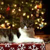 Article image for: Click here to see the latest images of <i class="tbold">Christmas Tree</i>