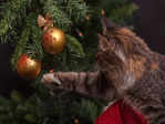 Cats and Christmas trees: These adorable pictures will put a smile on your face