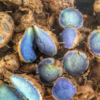 ​How to add Black Turmeric into daily routine?