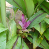 ​Black Turmeric's stand against cancer
