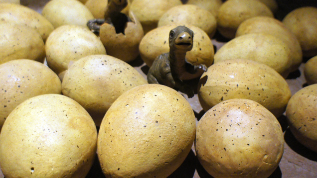 MP: &lsquo;Stone balls&rsquo; worshipped by locals turn out to be 70-million-year-old dinosaur eggs!