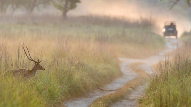 Top wildlife safari destinations in India for this winter season