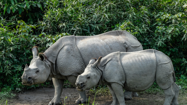 Top wildlife safari destinations in India for this winter season