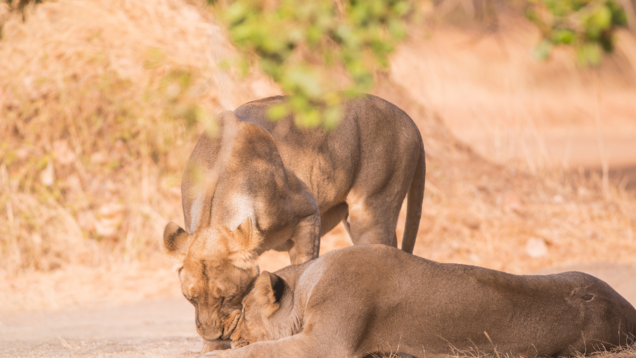 Top wildlife safari destinations in India for this winter season