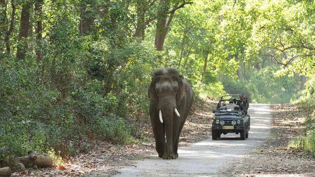 Top wildlife safari destinations in India for this winter season