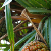 Article image for: <i class="tbold">ketaki</i> (Pandanus tectorius)
