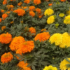 <i class="tbold">kusum</i> (Marigold)