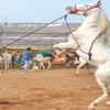 Horses participate in different events