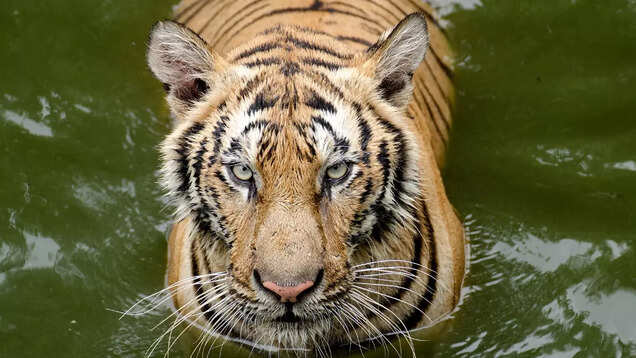 Jungle safari in Assam's Manas National Park; know all about it