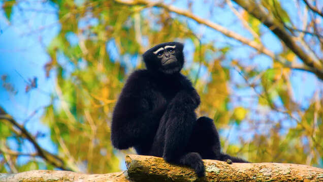 Jungle safari in Assam's Manas National Park; know all about it