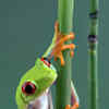Article image for: <i class="tbold">frog</i>s