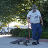 Wally the emotional support alligator 
