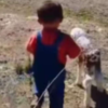 Adorable moment of little boy and lamb