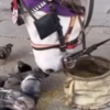 Pet horse sharing food with pigeons
