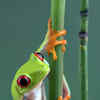 Article image for: <i class="tbold">frog</i>s