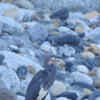 Article image for: White <i class="tbold">bellie</i>d Heron