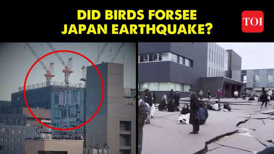 Did birds predict the Japan Earthquake? Here is some startling footage of bizarre behaviour