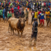 Bull 'Mbappe'