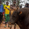 Bull that fought