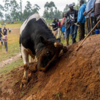 Unlike Spanish-style bullfighting​