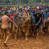 Supporters celebrate with a bull 