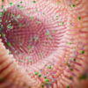 ​​Understanding Inflammaging​