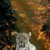 Article image for: Ghost Cat