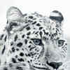 Article image for: Knowing <i class="tbold">snow leopard</i>: The ghost of the mountains