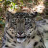 Article image for: Conservation