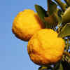 Yuzu Fruit