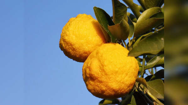 Yuzu Fruit