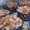 Pasture-Raised Meat and Eggs