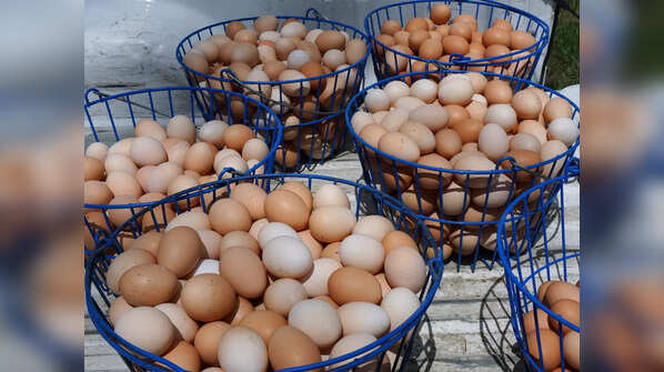 Pasture-Raised Meat and Eggs