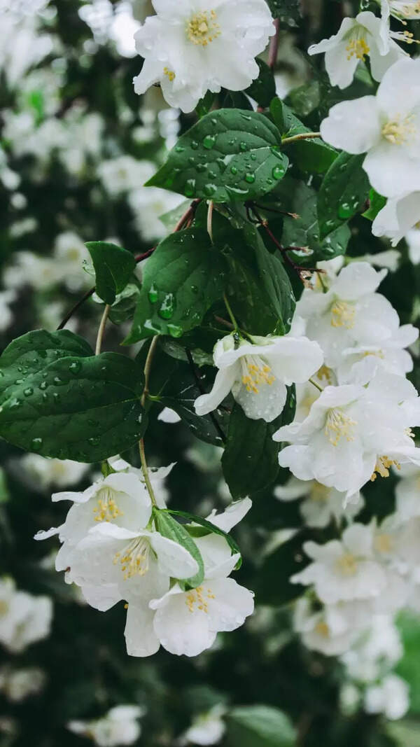 Jasmin