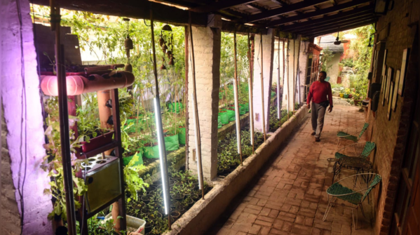 Greenhouse and rooftop garden revolution