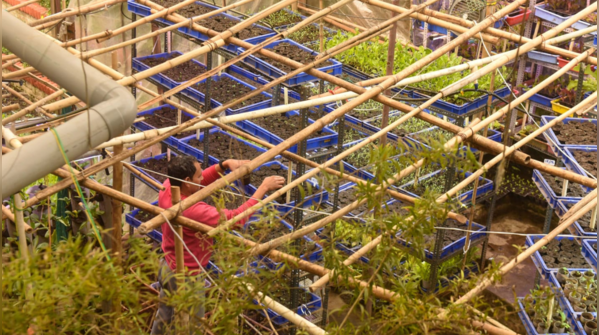 Tending vegetables