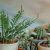12 bedroom plants that can help you sleep better | Times of India
