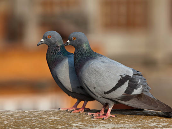 Pigeon droppings can lead to severe lung issues: Here’s how | The Times ...