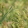 ​Proso Millet (Pani Varagu)​