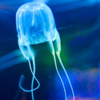 Box Jellyfish