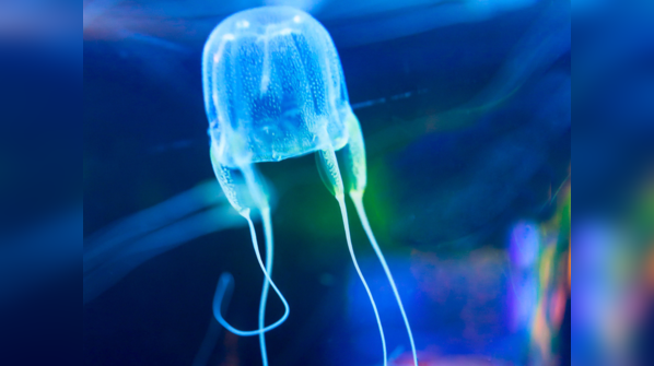 Box Jellyfish