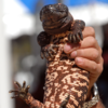 Gila monster