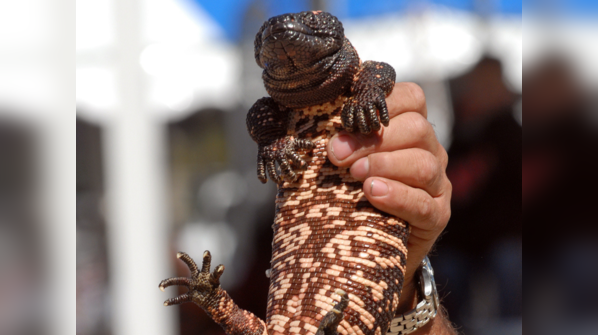 Gila monster
