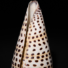 Cone snails