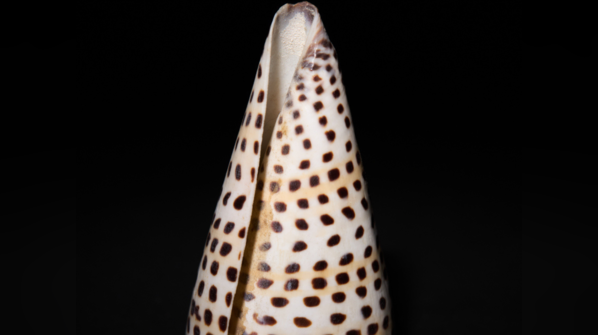 Cone snails