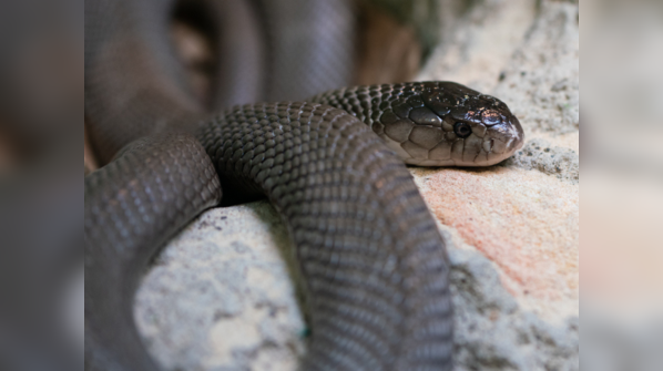 Inland taipan