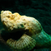 Stonefish