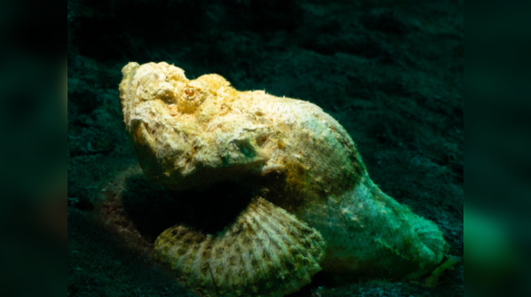 Stonefish